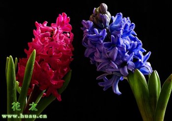 风信子的花语是什么_风信子的花语象征寓意