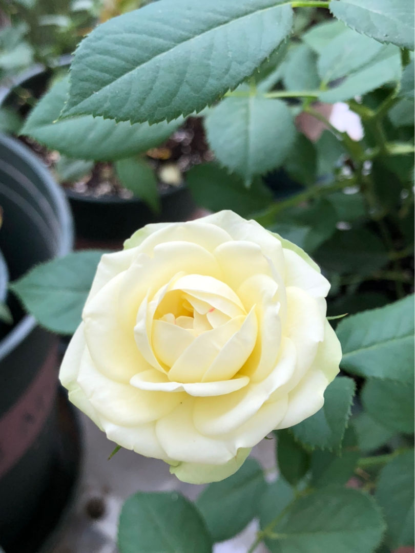 月季花的品种有哪些_一文解答