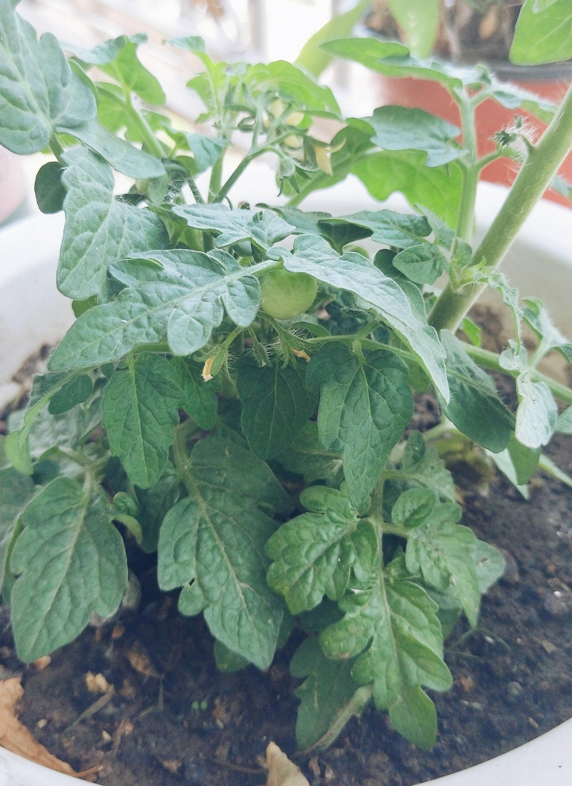 小番茄怎么养殖_小番茄养殖方法