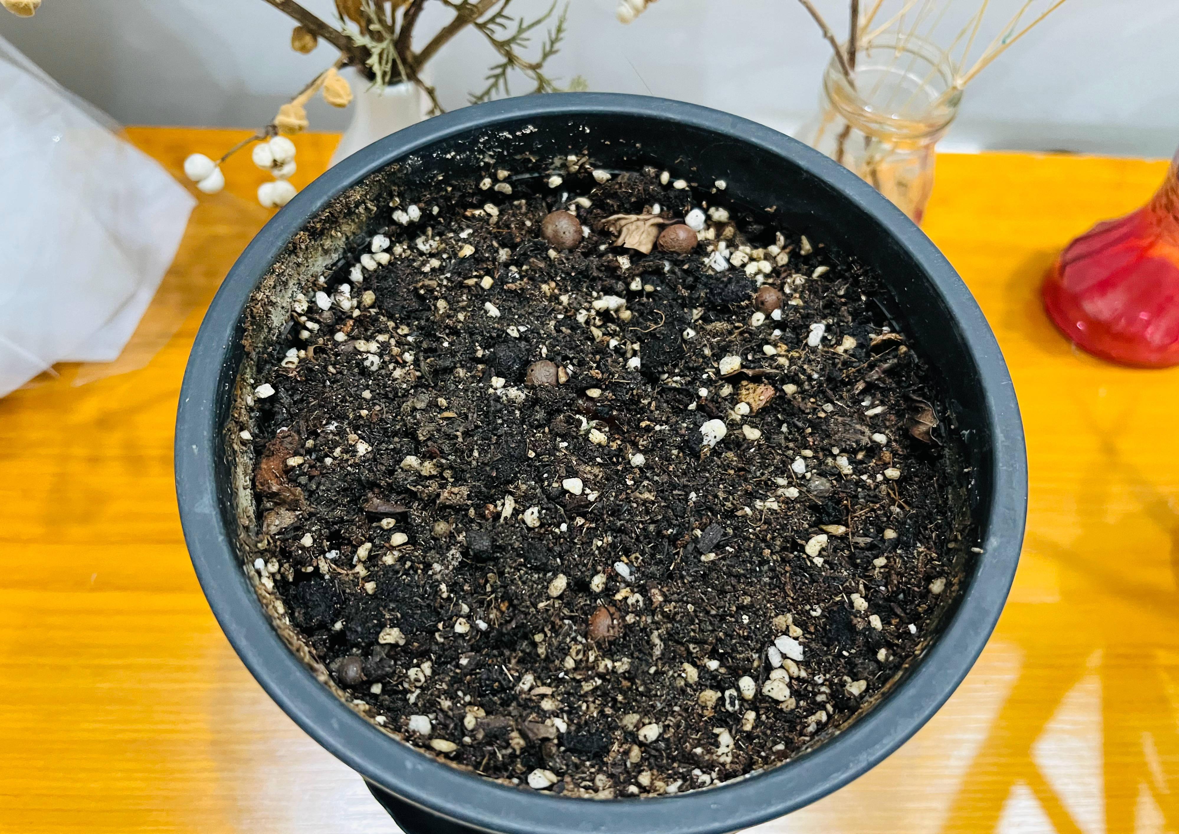 小番茄怎么养殖_小番茄养殖方法