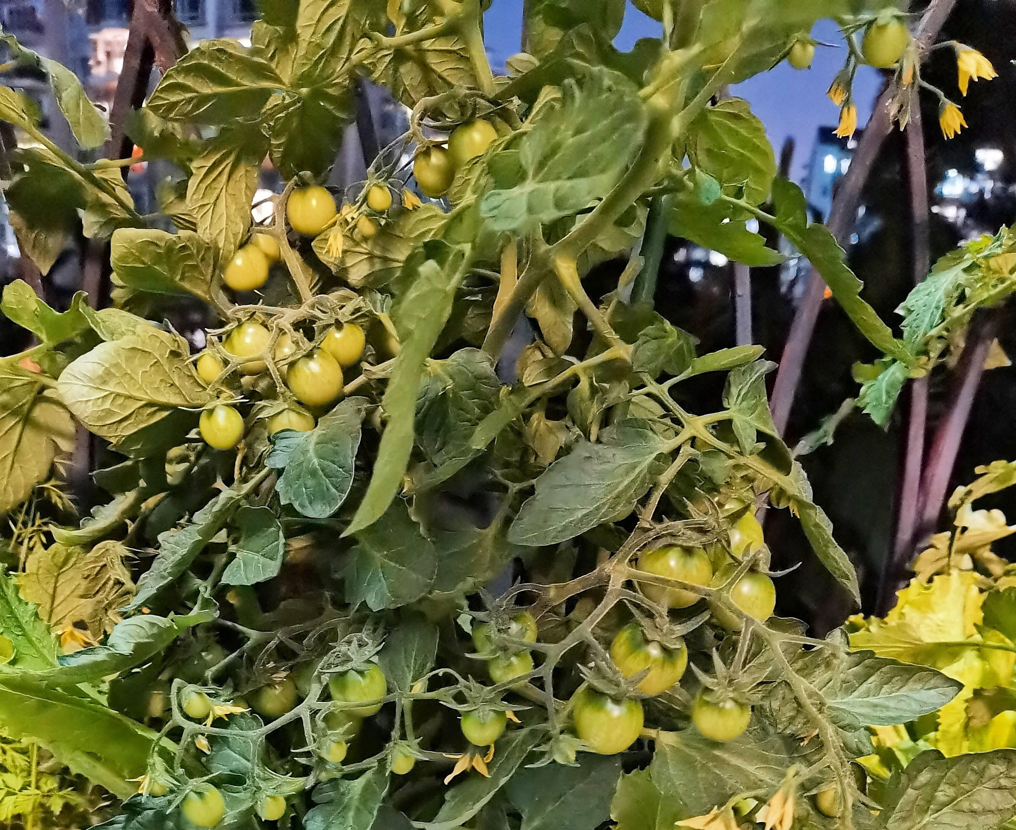 小番茄怎么养殖_小番茄养殖方法