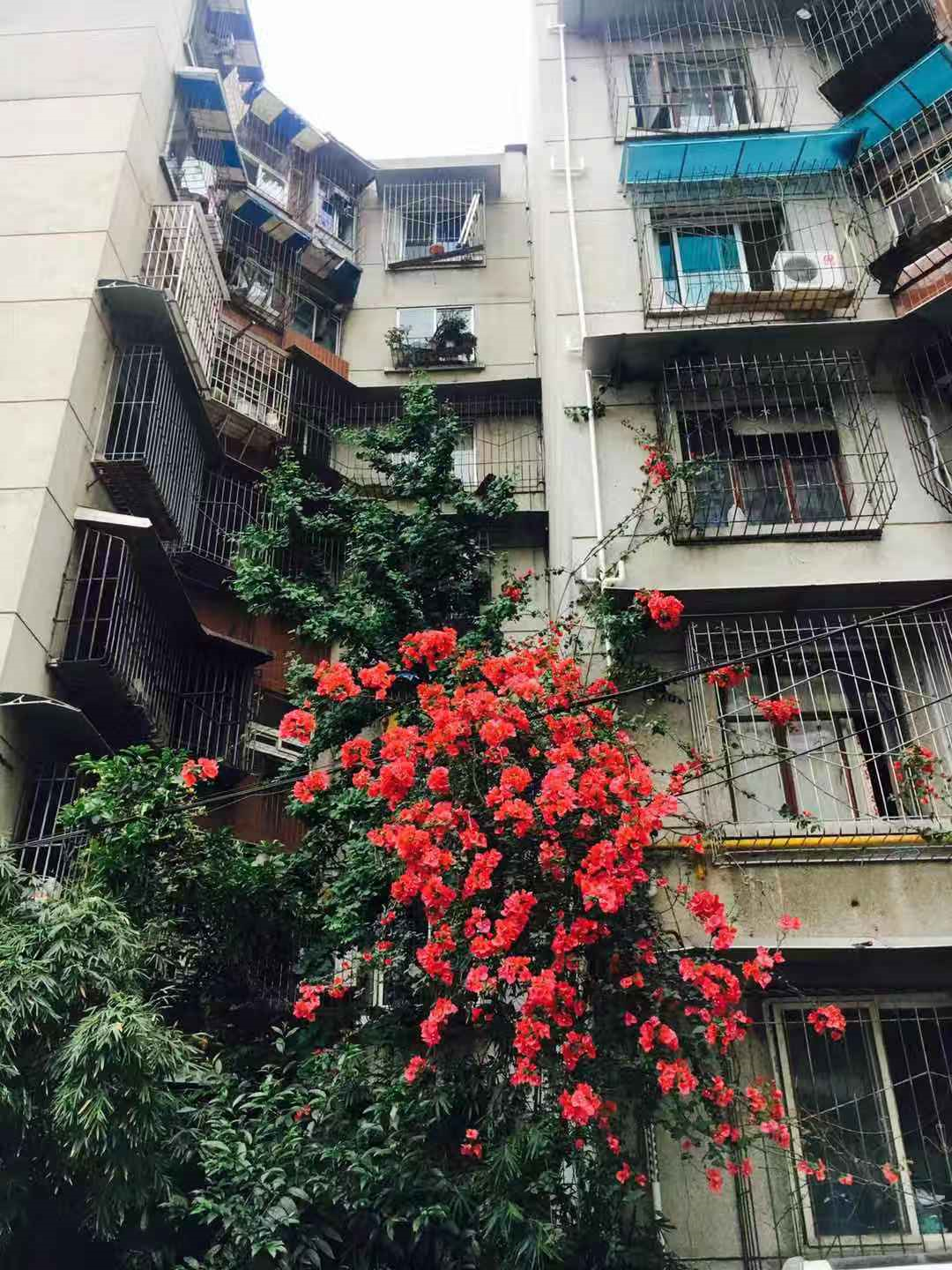 三角梅怎么养殖_三角梅养殖方法