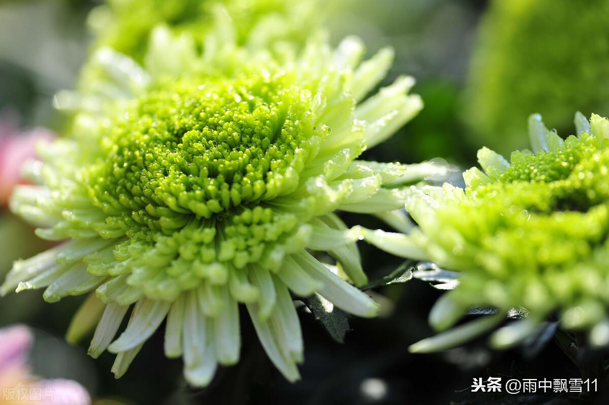 菊花为何不开花_原因在这里