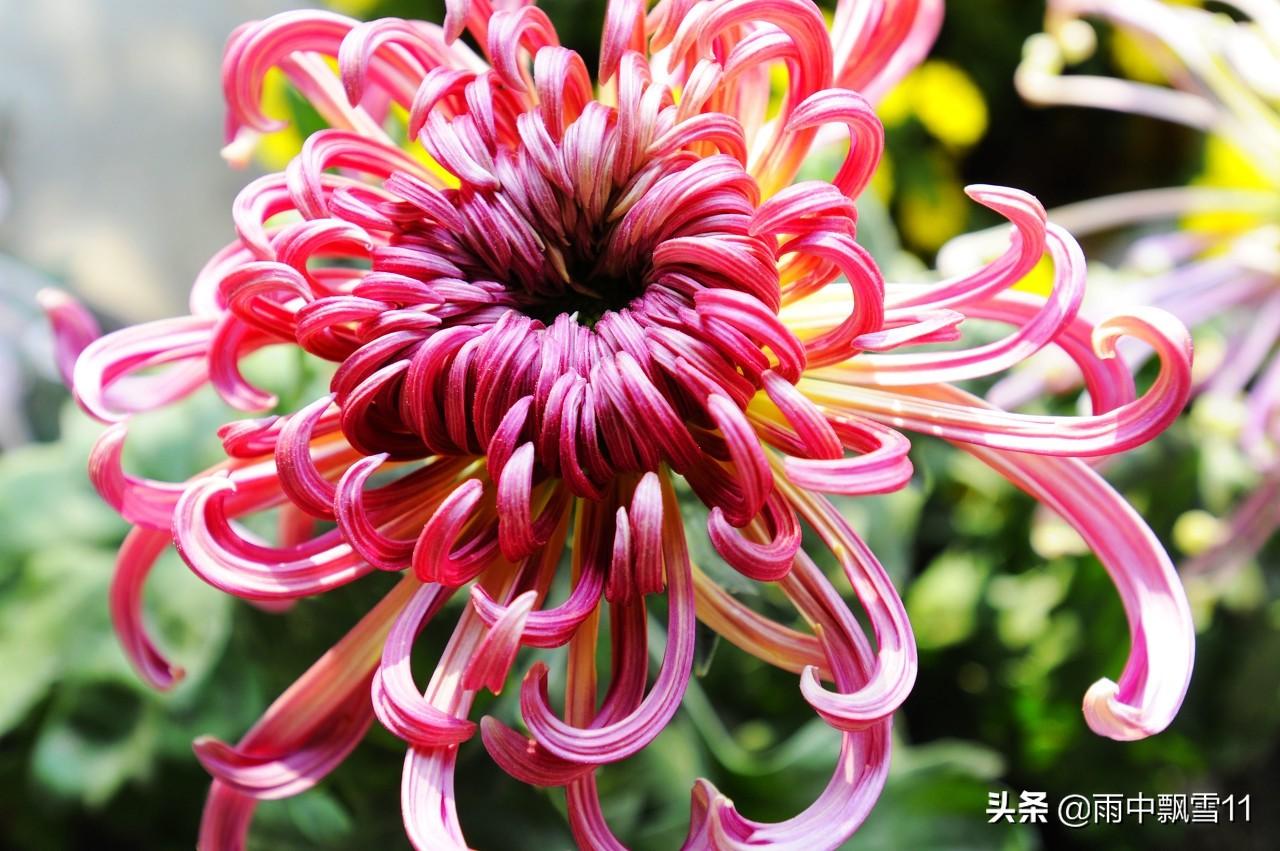 菊花为何不开花_原因在这里