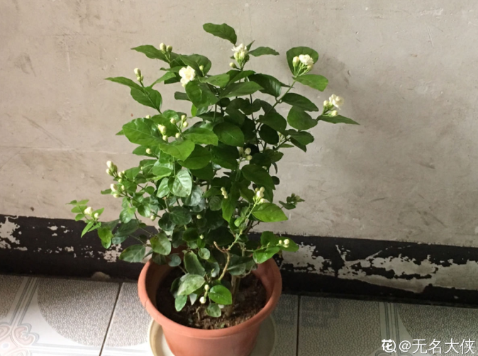 茉莉花怎么养_茉莉花的养殖方法