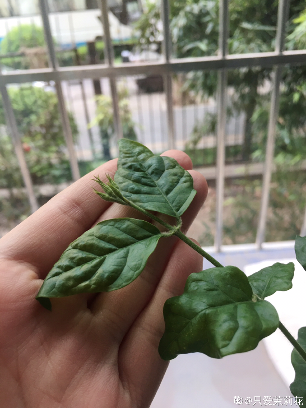茉莉花怎么养_茉莉花的养殖方法