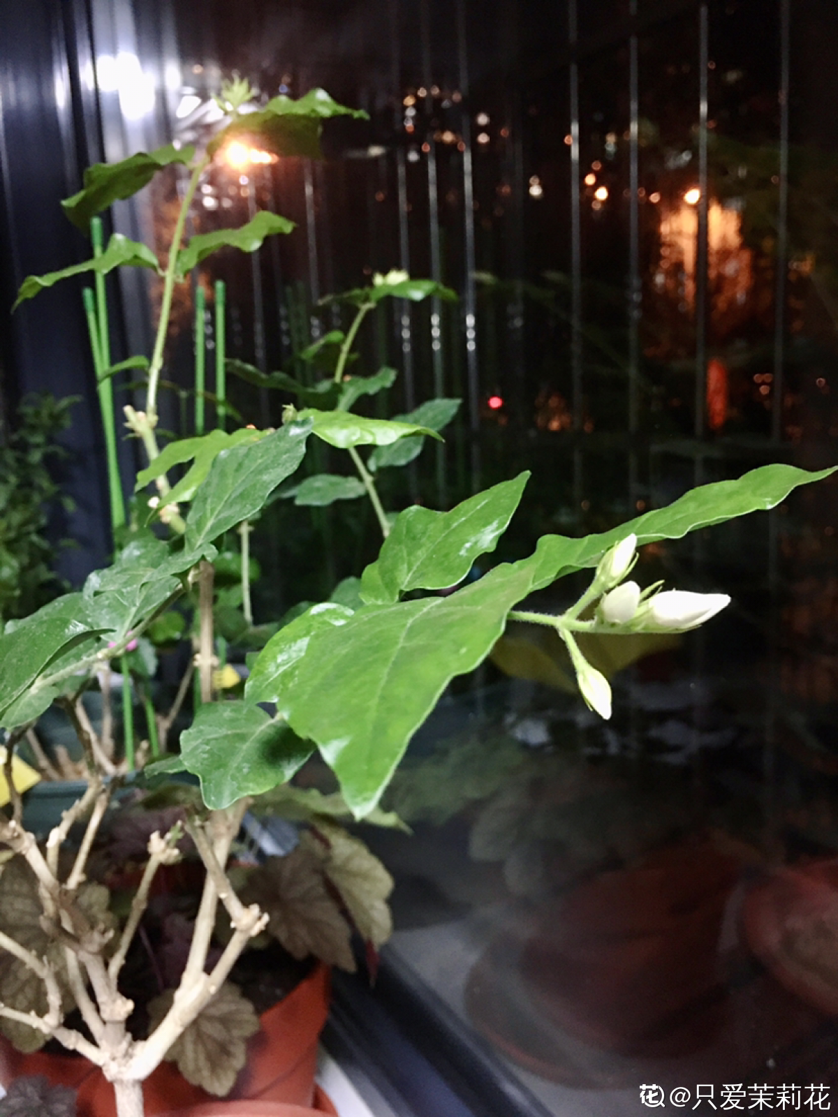 茉莉花怎么养_茉莉花的养殖方法