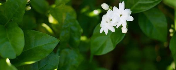 茉莉花什么时候施肥_茉莉花的施肥季节、时间和方法