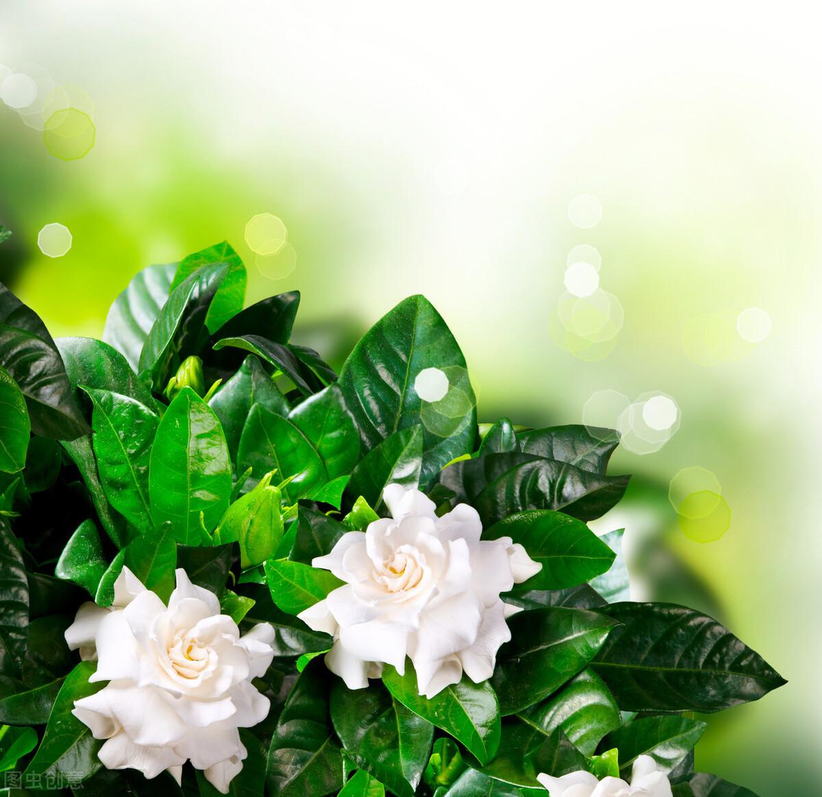 栀子花干叶是什么原因_栀子花干叶的原因分析
