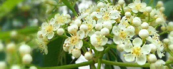 石楠花怎么养_石楠花的养殖方法