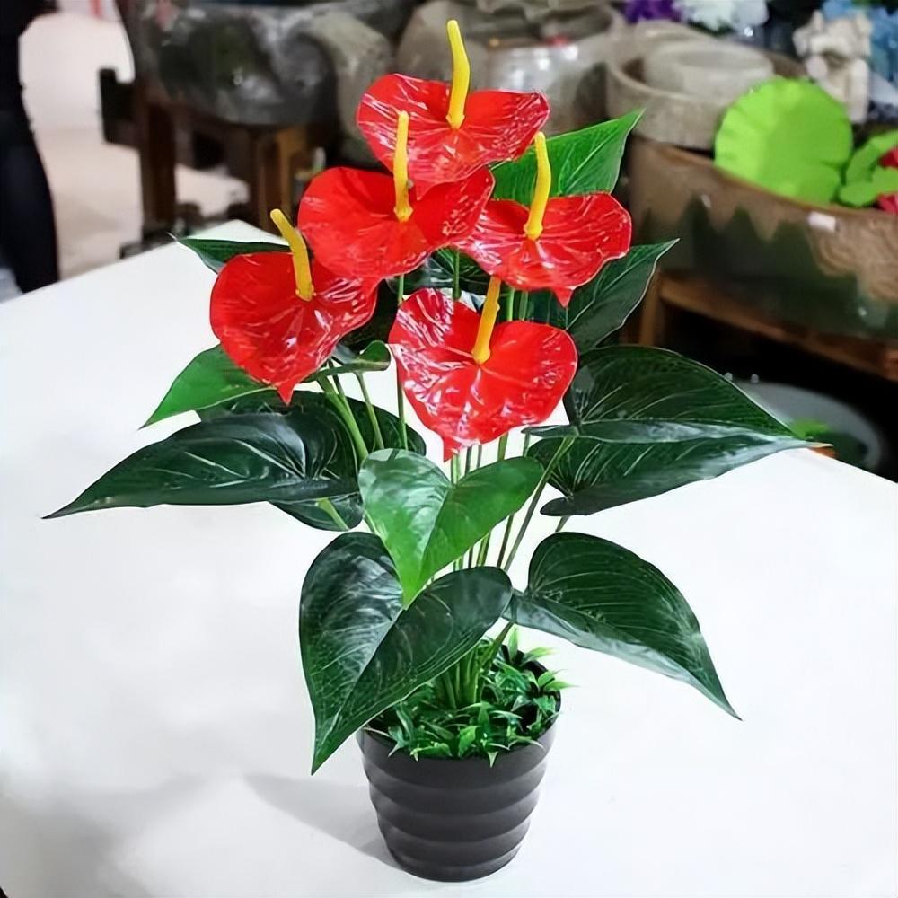 红掌冬季怎么养_红掌的冬季养法