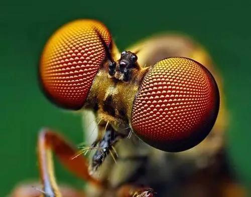 眼睛最多的生物是什么_眼睛最多的生物介绍