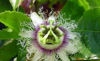 什么是日轮花_日轮花的特征乃传说