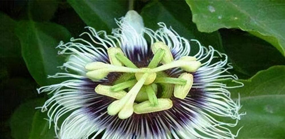 什么是日轮花_日轮花的特征乃传说