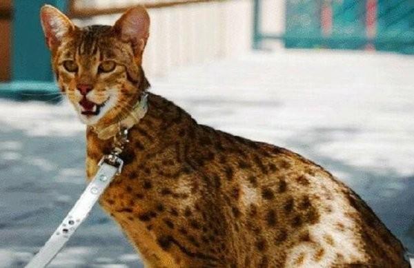 世界上最贵的猫是什么_世界上价格最贵的猫介绍