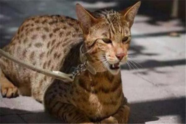 世界上最贵的猫是什么_世界上价格最贵的猫介绍