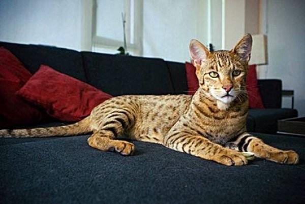 世界上最贵的猫是什么_世界上价格最贵的猫介绍