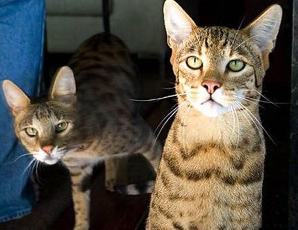 世界上最贵的猫是什么_世界上价格最贵的猫介绍