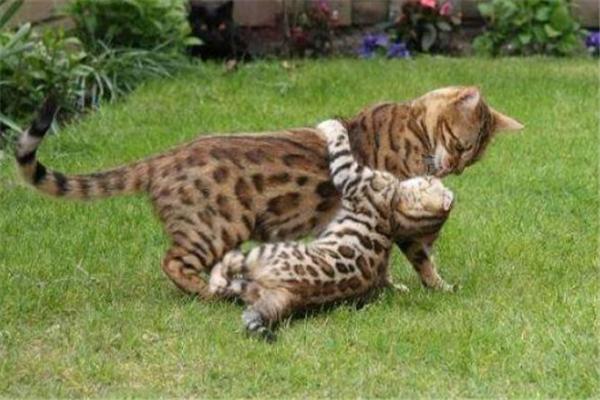 世界上最贵的猫是什么_世界上价格最贵的猫介绍
