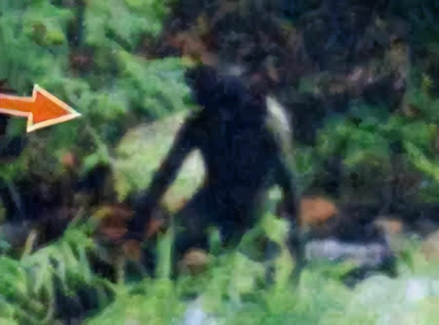 河童是什么生物_河童的特征