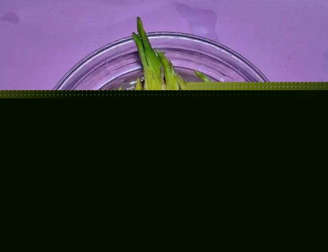 水仙花怎么雕刻_水仙花雕刻攻略