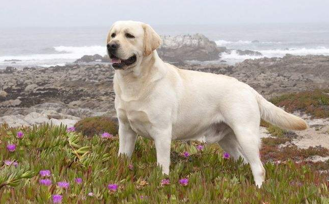 拉布拉多犬怎么辨别_拉布拉多犬辨别方法
