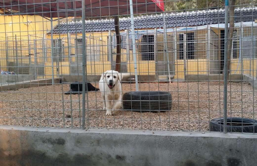 拉布拉多犬怎么辨别_拉布拉多犬辨别方法