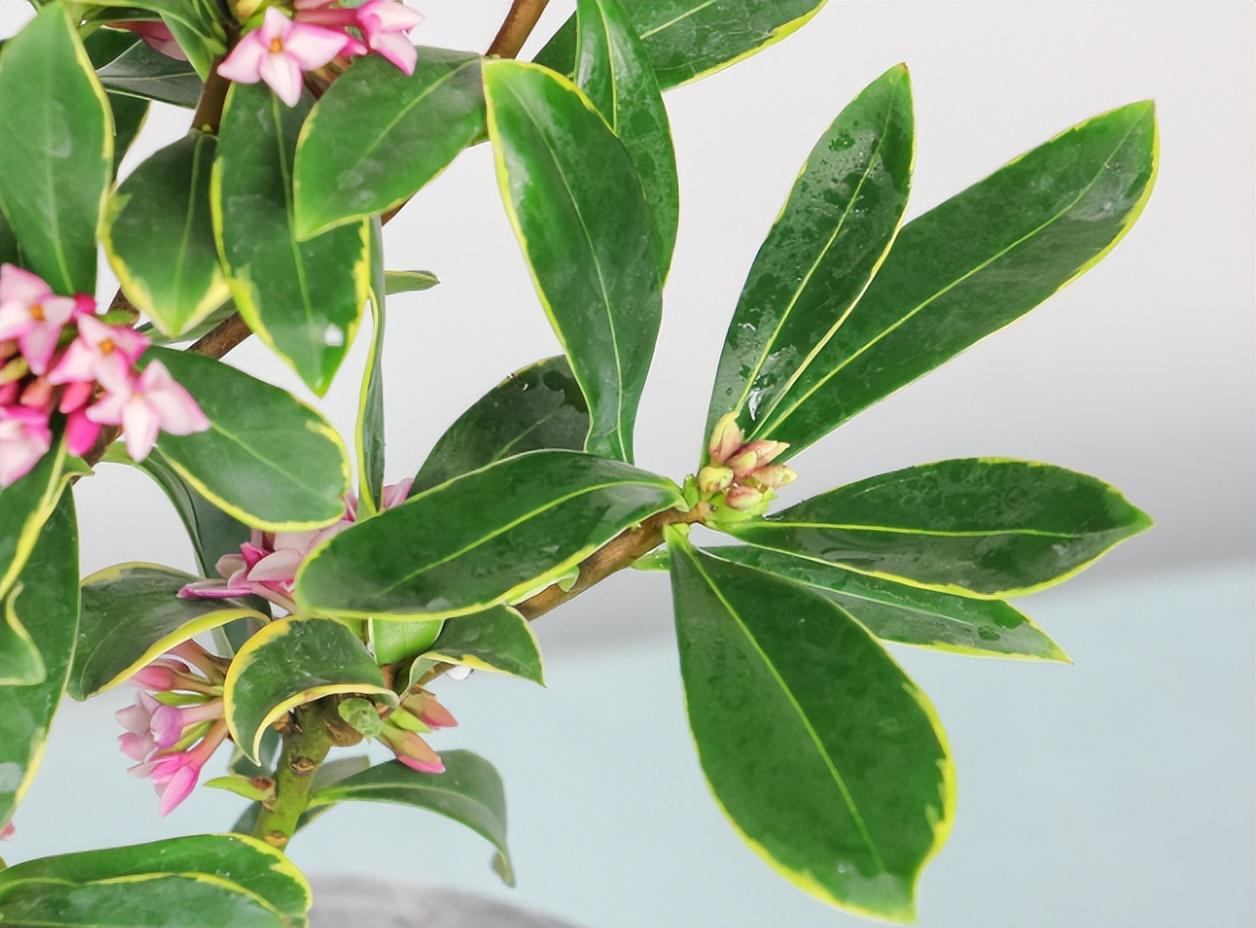 瑞香花怎么养殖_瑞香花养殖方法