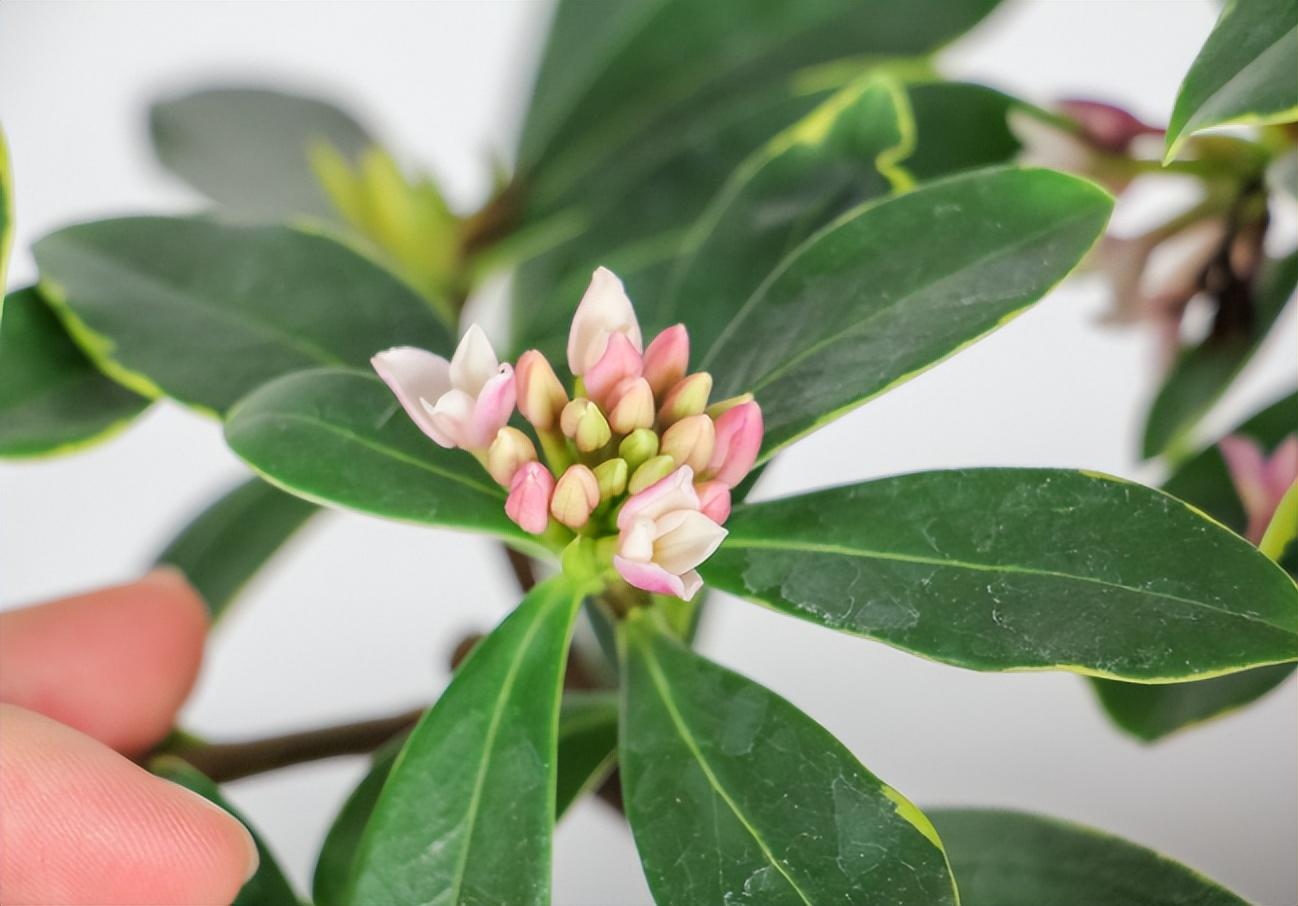 瑞香花怎么养殖_瑞香花养殖方法