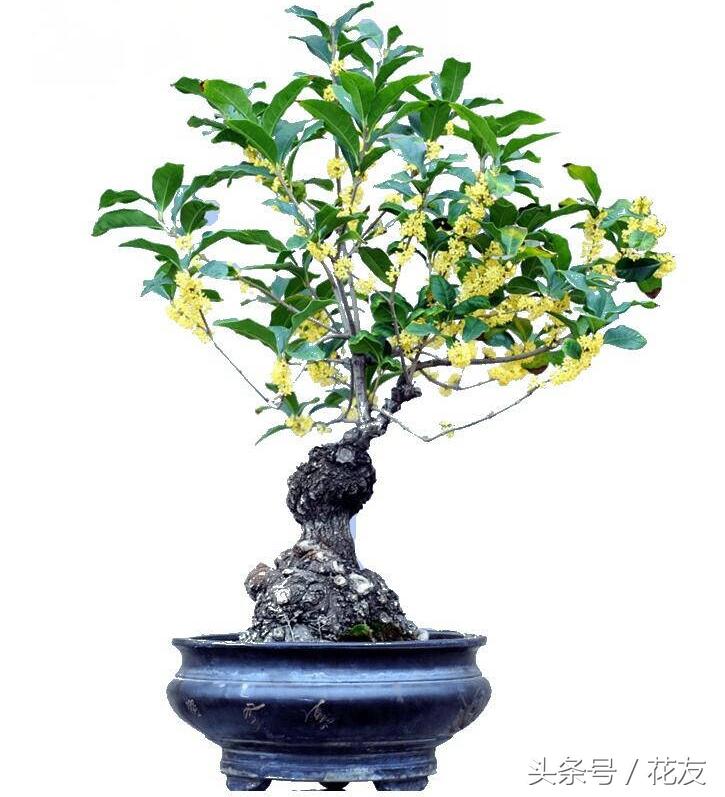 四季桂花怎么种植_四季桂花的种植方法