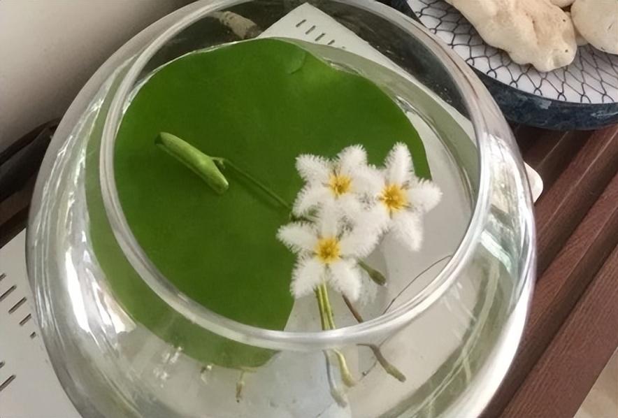 一叶莲怎么养殖_一叶莲的养殖方法