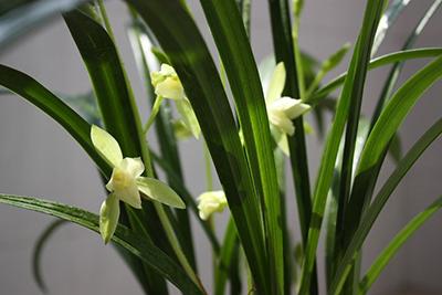 剑兰花怎么养殖_剑兰花养殖方法
