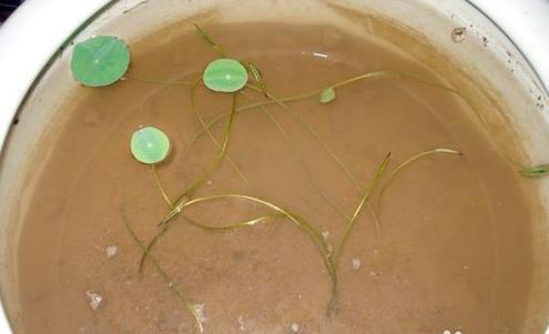碗莲怎么种植_碗莲种植方法步骤