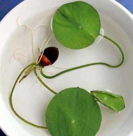 碗莲怎么种植_碗莲种植方法步骤