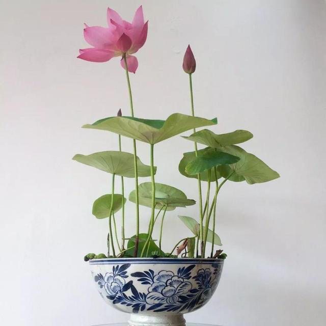 碗莲怎么种植_碗莲种植方法步骤