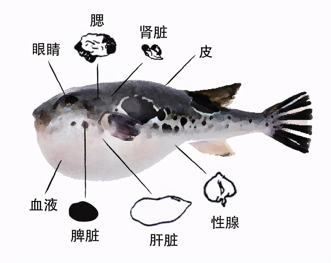 河豚毒素有多毒_河豚的毒素不可小觑