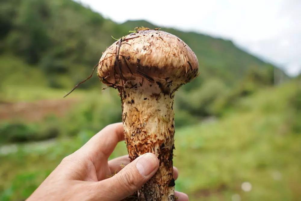 松茸是什么_松茸的价值