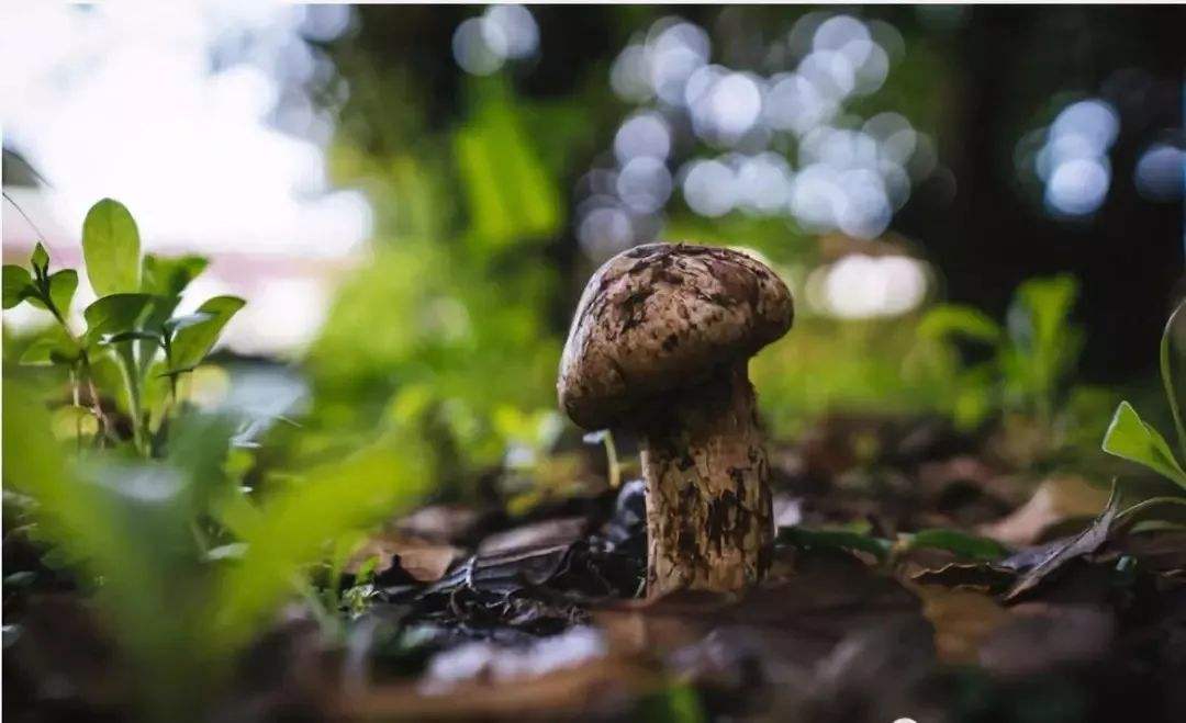 松茸是什么_松茸的价值