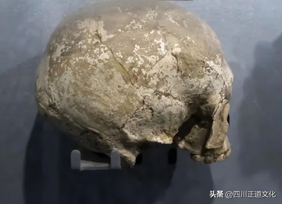 夏娃理论为什么被质疑_一文解答