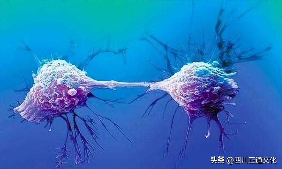 是谁设定的寿命限制_一文解答