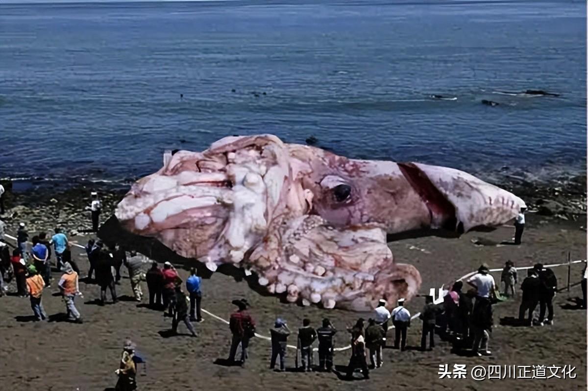 深海有多可怕_深海的恐惧