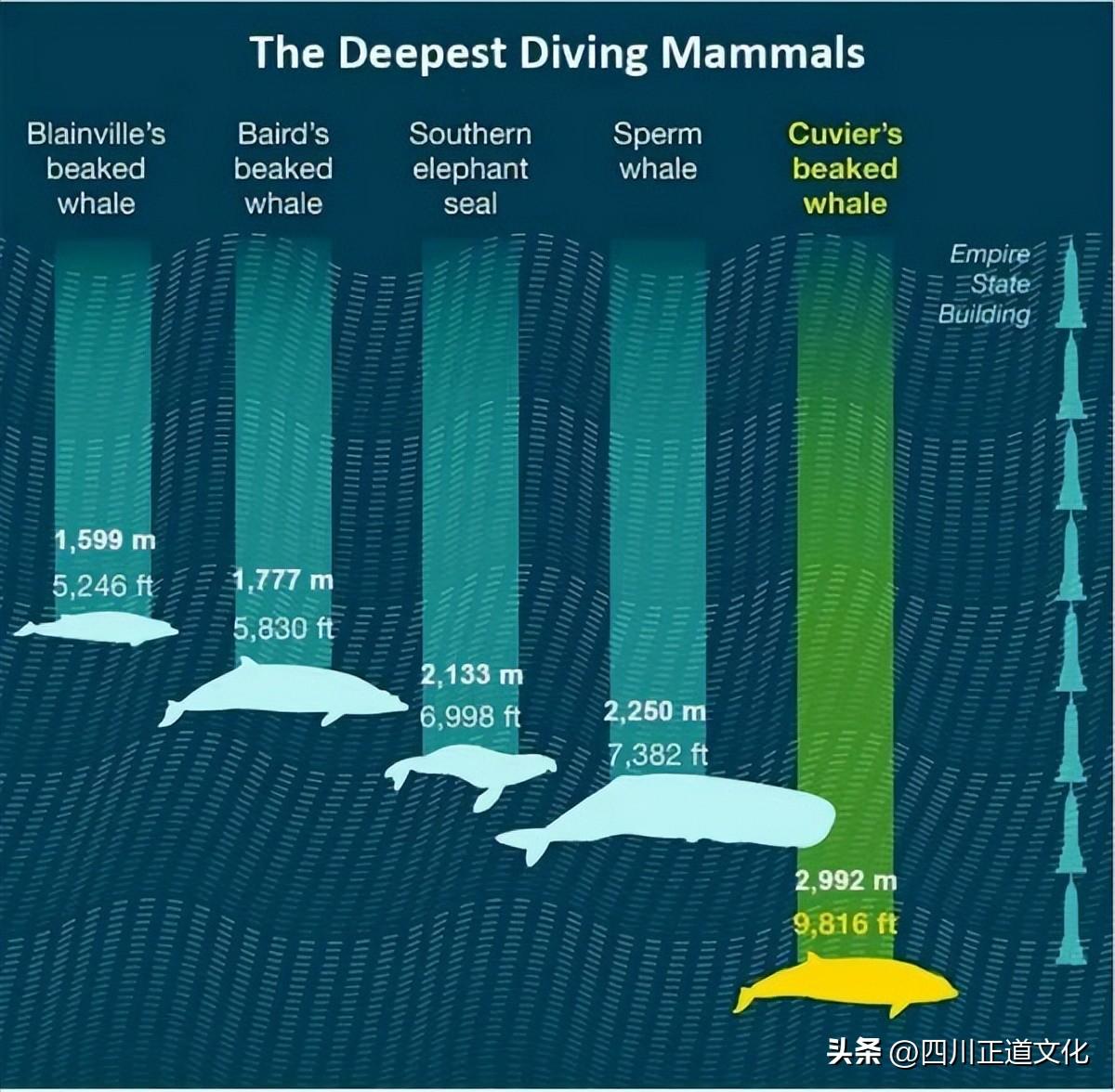深海有多可怕_深海的恐惧