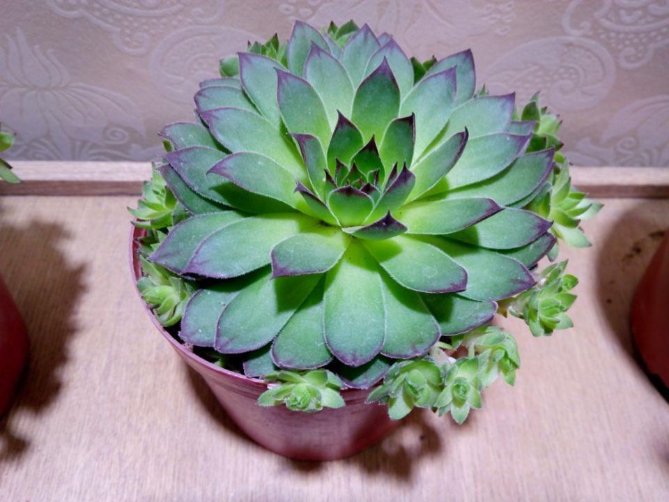 观音莲怎么养殖_观音莲的养殖方法