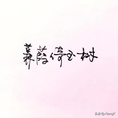 蒹葭倚玉树什么声音_蒹葭倚玉树的寓意
