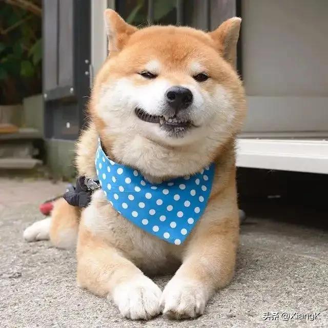 以宫笑角什么意思_以宫笑角的典故