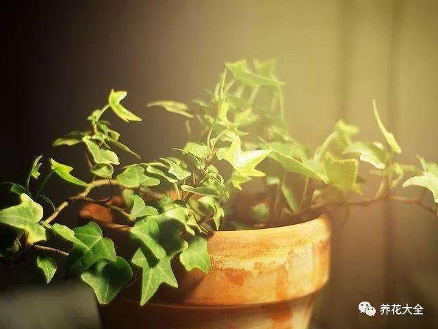常春藤怎么养殖_常春藤养殖方法