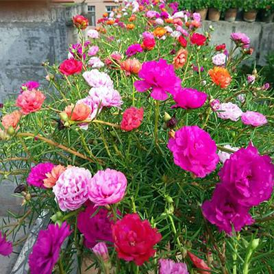 太阳花怎么养殖_太阳花养殖方法