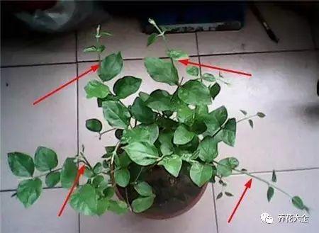 月季怎么养殖_月季养殖方法