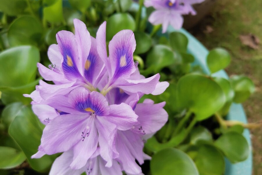 水葫芦怎么养_水葫芦的养殖方法