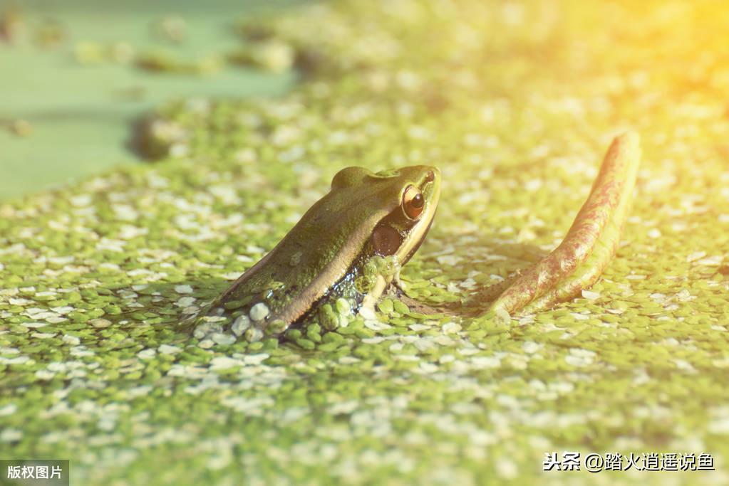 浮萍怎么繁殖_浮萍的繁殖技术